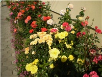3e44484e-Picture 2195.jpg